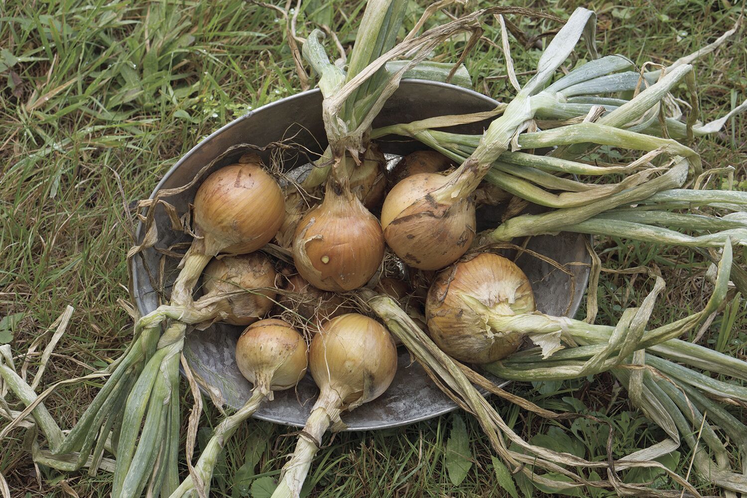 More Thought While Weeding: Growing great onions